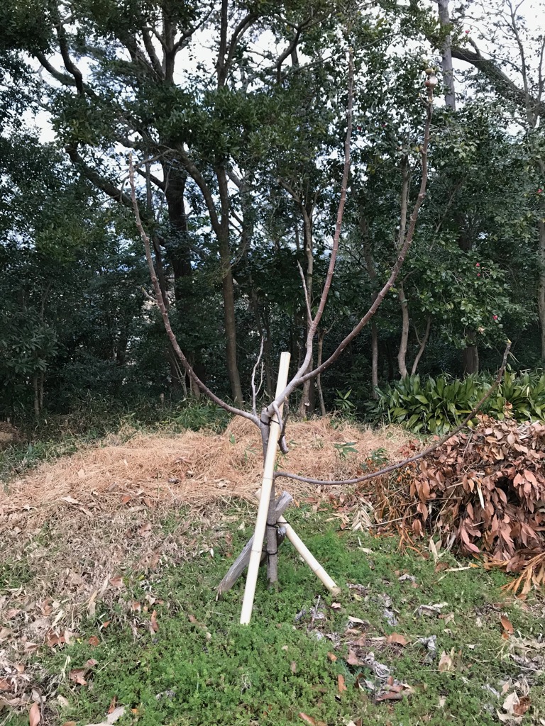 イチジク の 挿し木